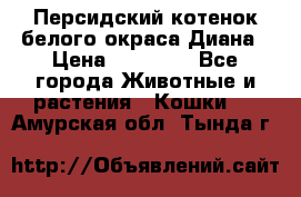 Персидский котенок белого окраса Диана › Цена ­ 40 000 - Все города Животные и растения » Кошки   . Амурская обл.,Тында г.